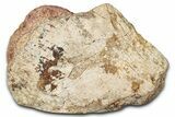 Polished Dinosaur Bone (Gembone) Section - New Mexico #348856-2